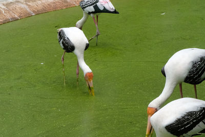 High angle view of birds in lake