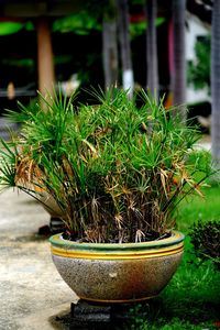 Close-up of potted plant