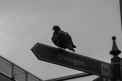 Low angle view of bird perching on roof against clear sky