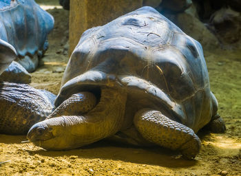 Close-up of turtle on field