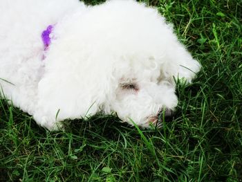 Dog standing on grassy field