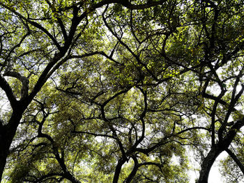 Low angle view of trees in forest against sky