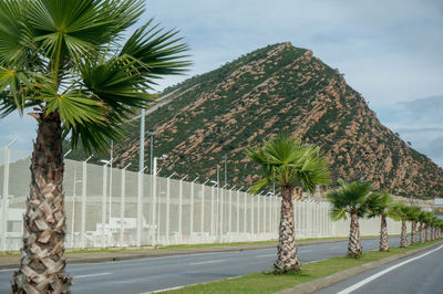 Palm trees by road against sky