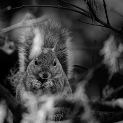 Close-up of squirrel