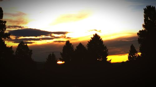 Silhouette of trees at sunset