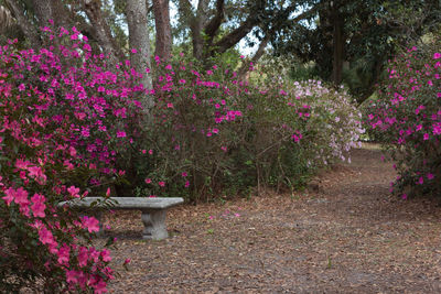 Flower plants against trees