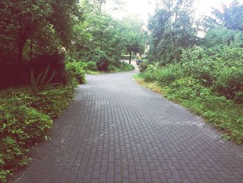 Narrow pathway along trees