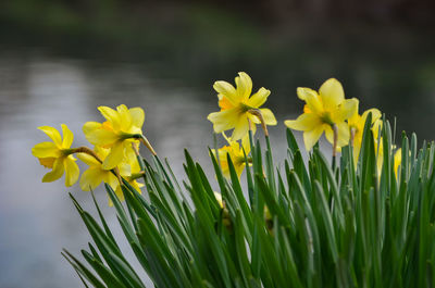 Close-up of yellow flowering plants on field