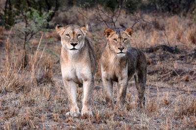 Portrait of lions