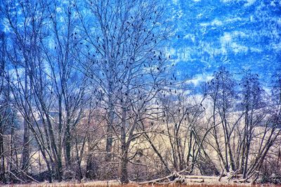 Bare trees against blue sky during winter