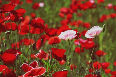 Close-up of red poppy flowers on field