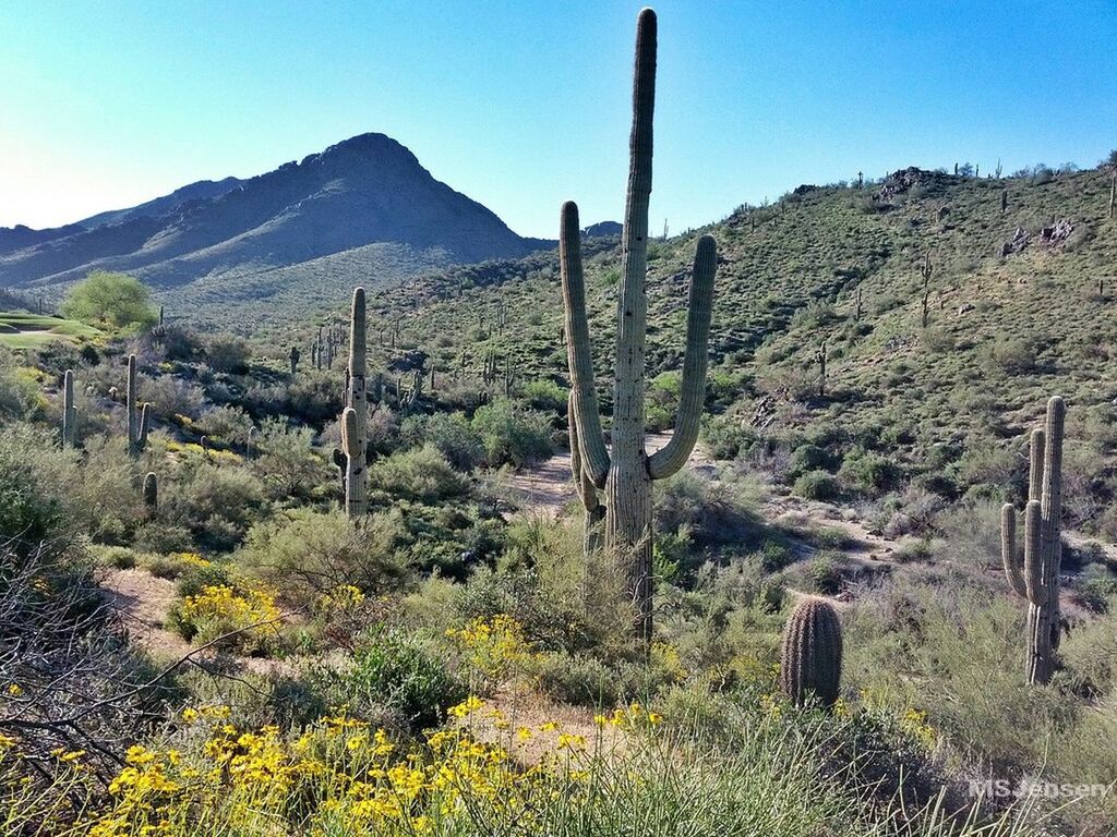 McDowell Sonoran Preserve