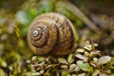 Abandoned snail shell