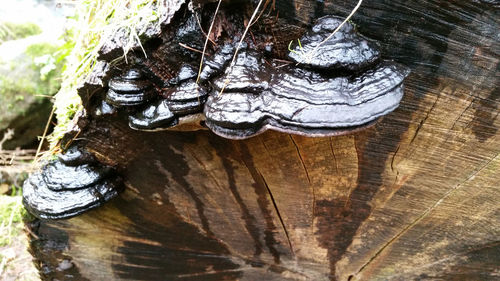 Close-up of tree trunk