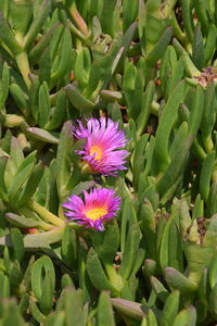 High angle view of purple flowering plants