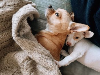 Close-up of two dogs