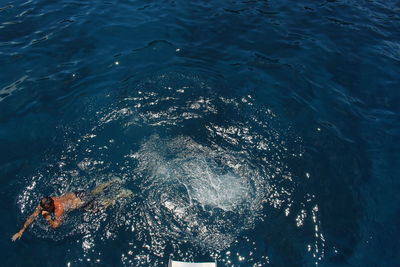 High angle view of jellyfish swimming in sea