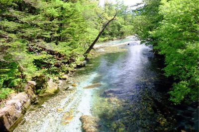 River passing through forest