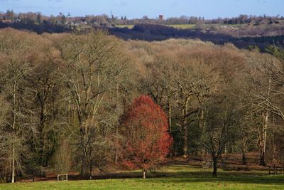 Trees on field against sky