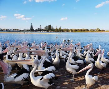 Flock of birds on beach against sky