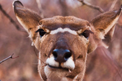 Close-up of an animal