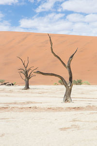 Bare tree on desert against sky