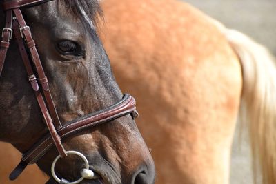 Close-up of horse
