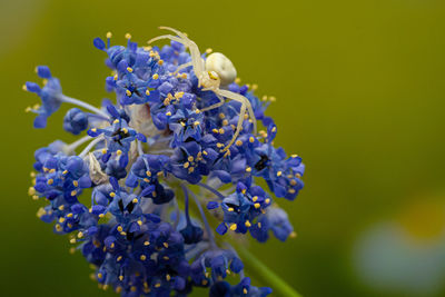 Close up marco of crab flower white spider of the thomisidae group showing fangs and eyes