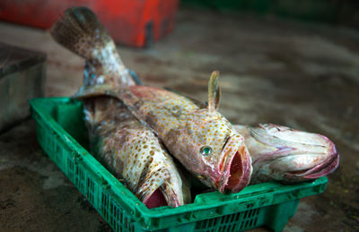 Close-up of lizard in basket