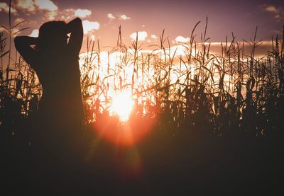 Silhouette of trees at sunset