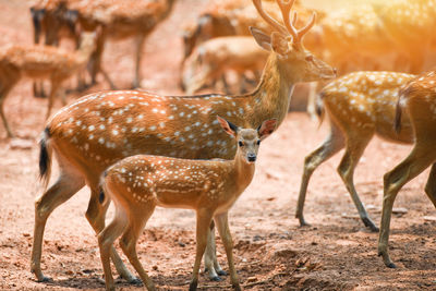 Deer standing in a field