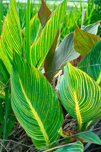 Close-up of green leaves