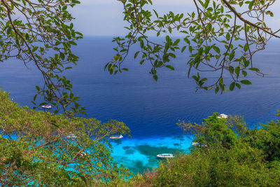 High angle view of tree by sea against sky