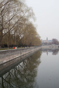 Reflection of trees in water