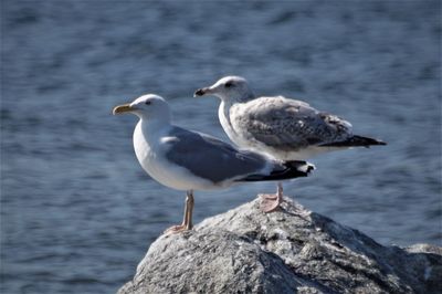 Seagull perching on rock