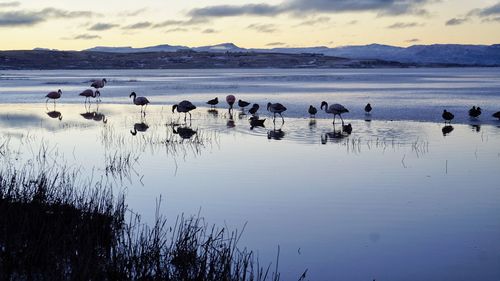 View of birds in lake against cloudy sky