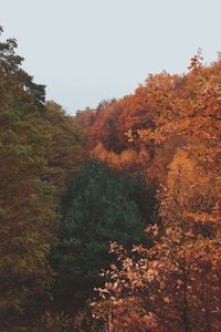 Trees against sky during autumn