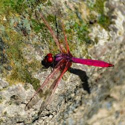 Close-up of dragonfly on rock