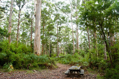 Trees in forest