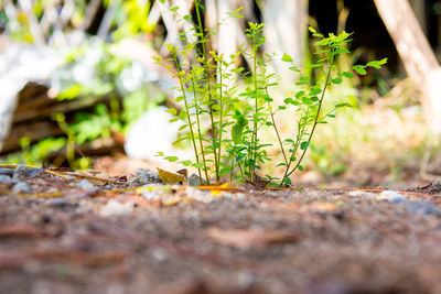 Close-up of plant on field