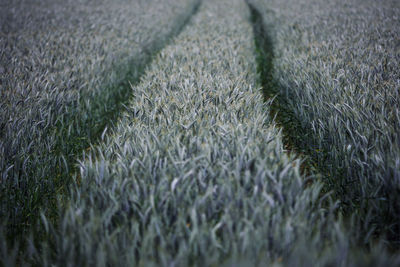 Full frame shot of a field in summer