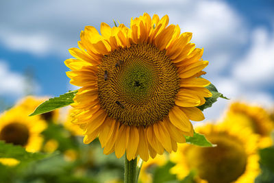 Close-up of sunflower against sky