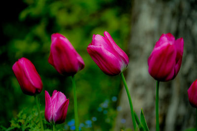 Close-up of pink tulips