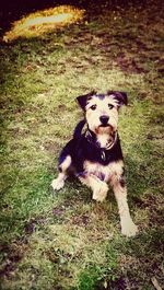 Portrait of dog on field