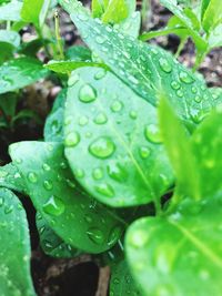 Close-up of wet plant