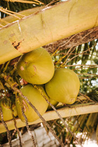 Close-up of fruits hanging on tree