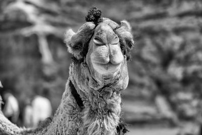 Close-up of camel