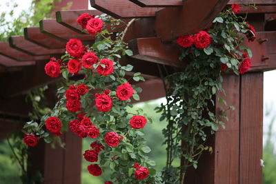 Low angle view of flowers hanging on house