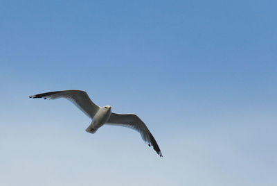 Low angle view of birds flying in sky