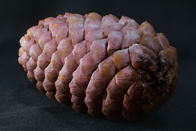 Close-up of shell against black background